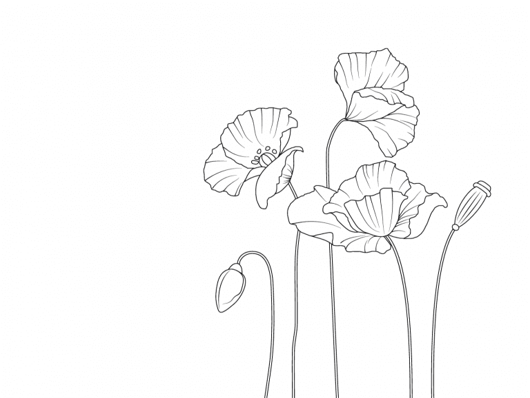 Mit ein paar wenigen Linien gezeichnete, blühende Mohnblumen