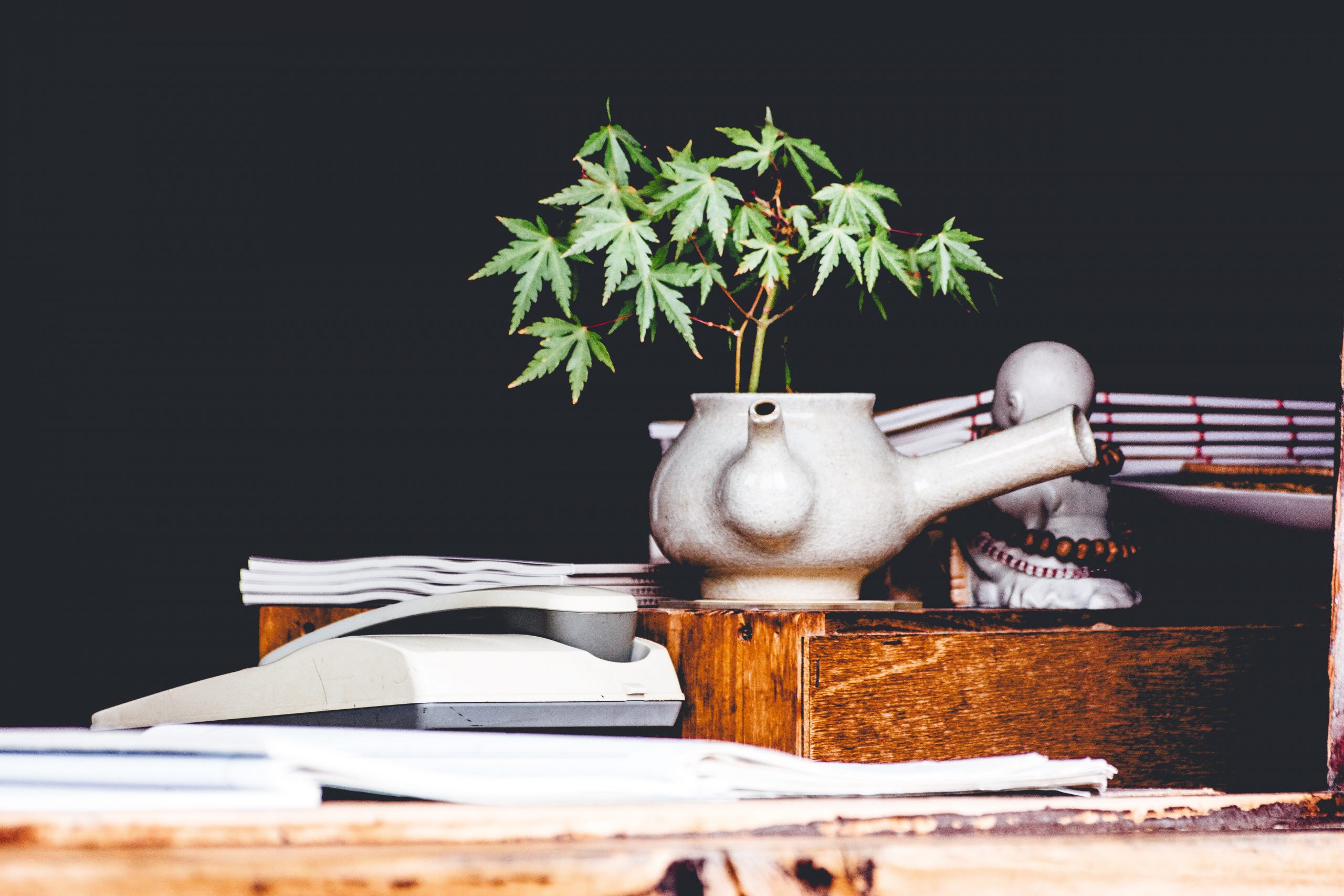 Eine kleine Cannabispflanze wächst als Zimmerpflanze aus einem Krug. Sie steht auf einem Schreibtisch aus Holz.