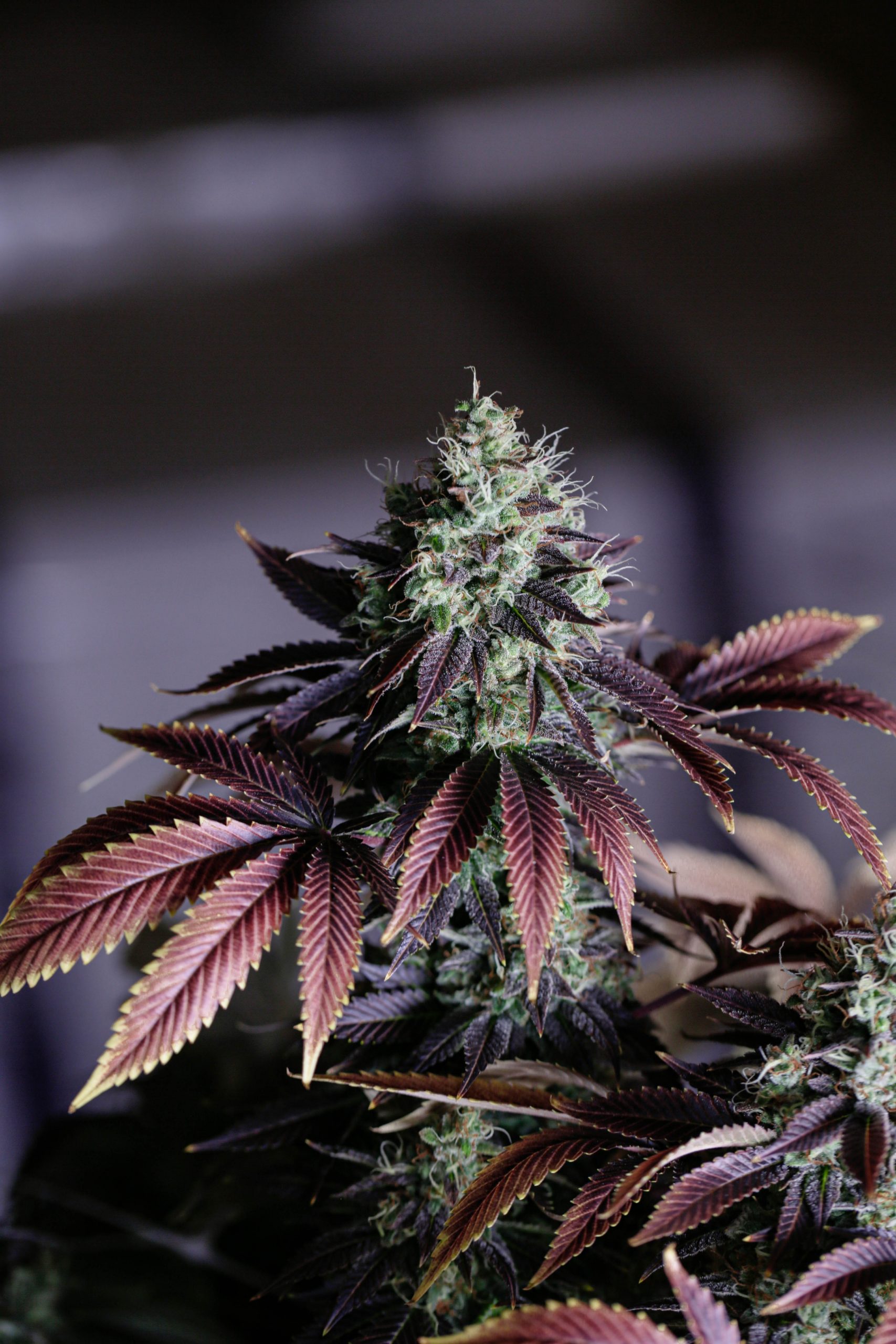 Symbolbild: Eine prächtige Cannabispflanze